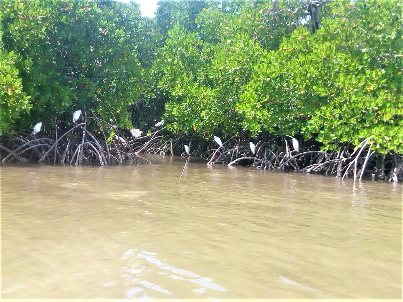 Mida Creek Nature Camp Watamu Eksteriør bilde